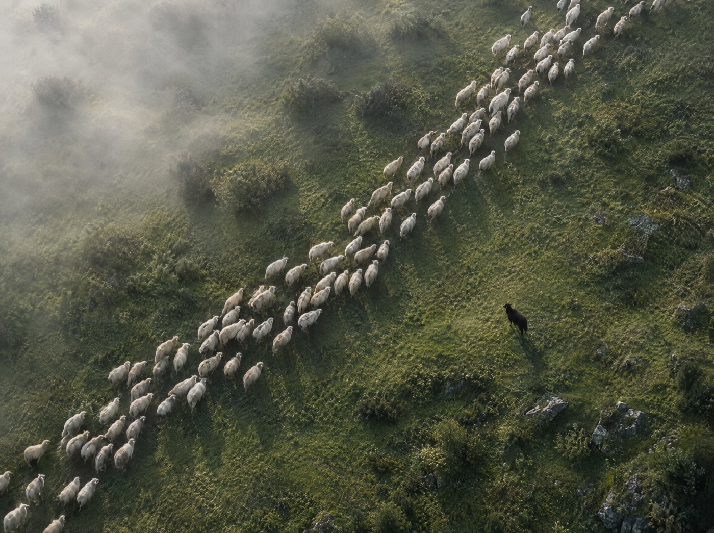 Aerial view of a flock of sheep moving across a hillside, with one black sheep standing apart